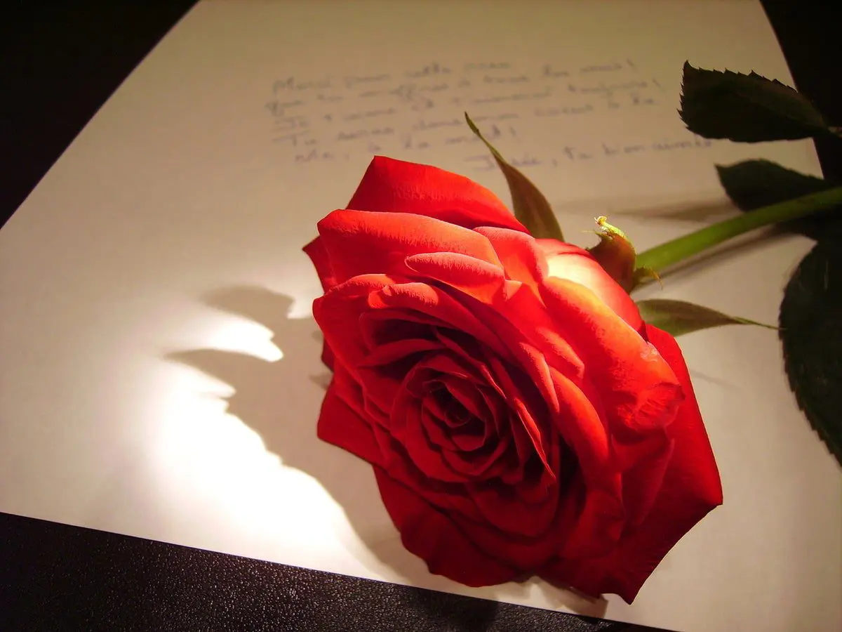 love_letter_rose-1497362599-5109