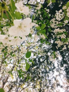 Ezhar-ı Rebii - Bahar çiçekleri