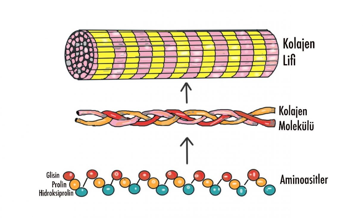 Kolajen Nedir, Ne İşe Yarar? Nelerde var, faydaları nelerdir? Aşısı fiyatı