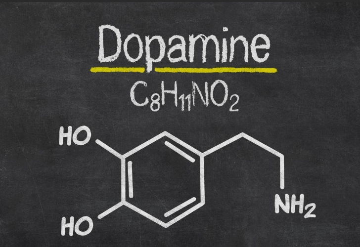 Dopamin nedir? Ne İşe Yarar, Beyindeki Dopamin İşlevleri