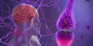 Dopamin Nedir? Ne İşe Yarar, İşlevleri Nelerdir? Dopamin nedir? Ne İşe Yarar, Beyindeki Dopamin İşlevleri