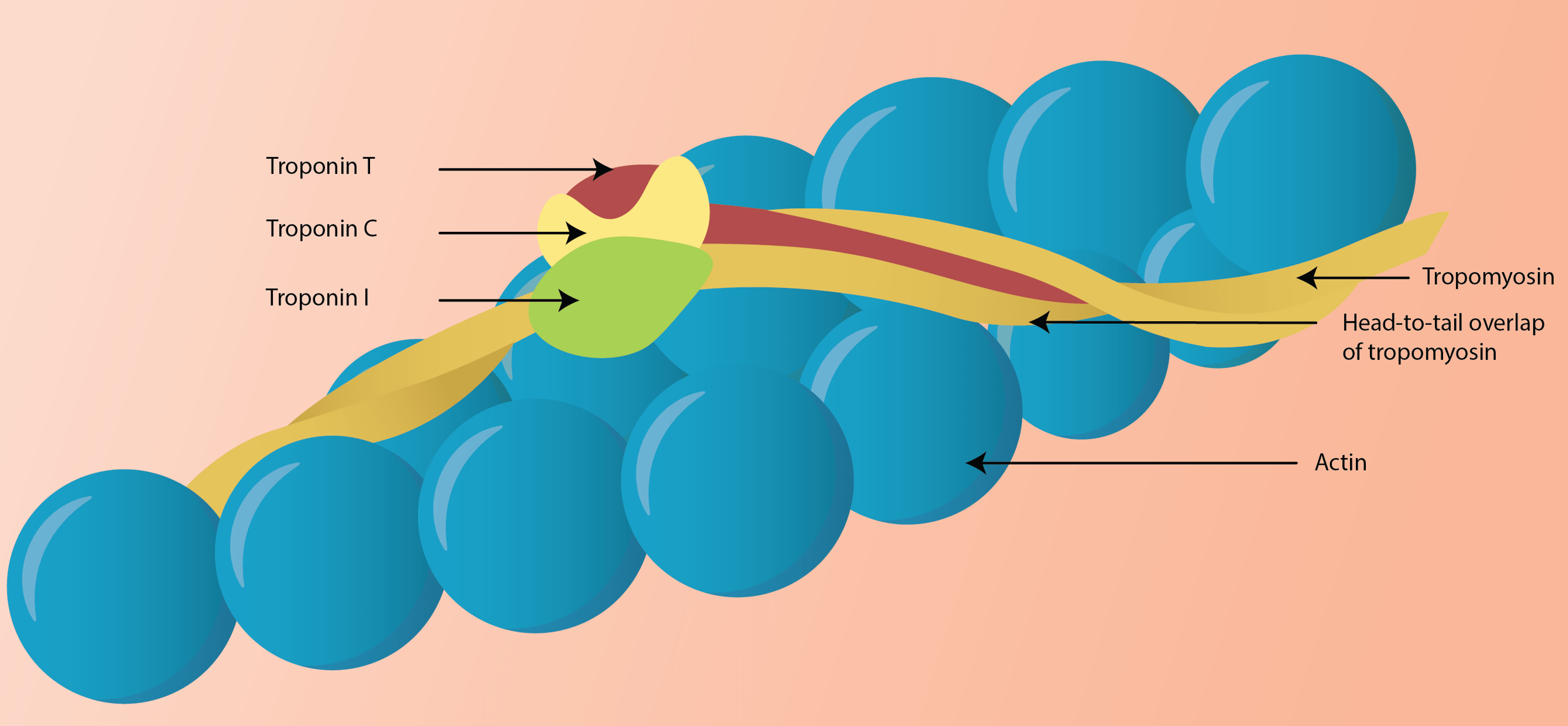 Troponin Nedir? Normal Değeri Kaç Olmalı, Yüksekliği ve Aralığı