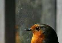 Gönlü Kırık Mahzun Kuş Gönlü Kırık Mahzun Kuş - Sevda Aktaş I 24Okur Şiir, Şair, Edebiyat