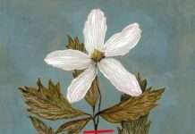 Vazgeçemedim Vazgeçemedim: Kavuşulamayan Aşkın Öyküsü I ŞeymaNur Sevinç