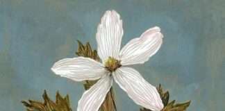 Vazgeçemedim Vazgeçemedim: Kavuşulamayan Aşkın Öyküsü I ŞeymaNur Sevinç