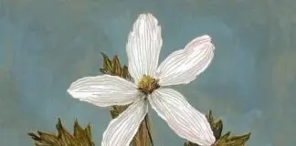 Vazgeçemedim Vazgeçemedim: Kavuşulamayan Aşkın Öyküsü I ŞeymaNur Sevinç