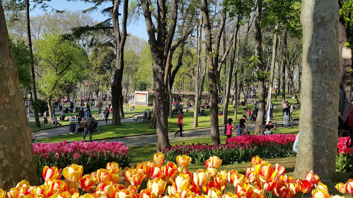 Ceviz ağacı şiiri hikayesi için kent parkında ceviz ağacı ve şehir siluetini gösteren illüstrasyon